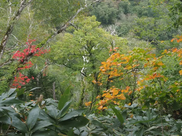ちらりと紅葉