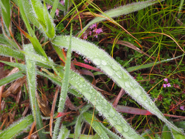 毛が生えてる草