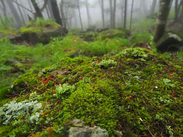 苔シリーズ